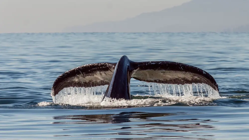 Cola de ballena jorobada emergiendo del mar