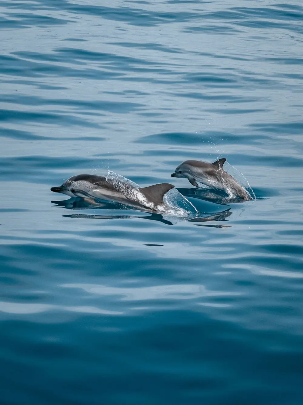 Delfines saltando en el mar cerca de la costa